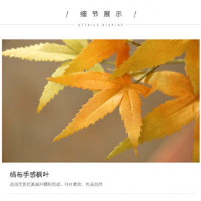 喬木類-紅楓