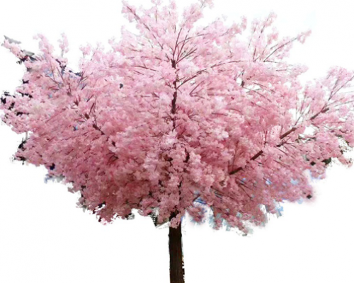 喬木類-櫻花樹(shù)